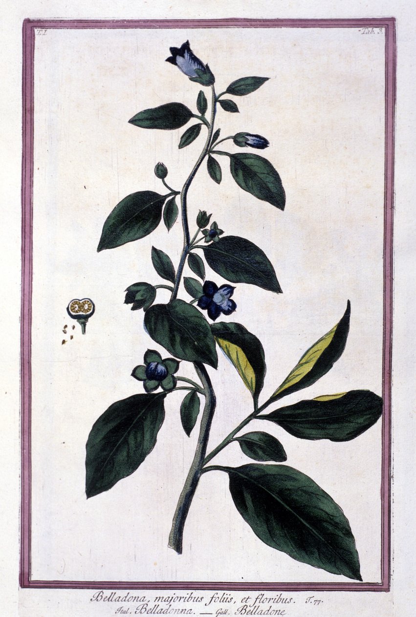 颠茄、鲜花和浆果。 用于医药的有毒植物。 在 19 世纪植物标本馆后雕刻。 作者 未知艺术家