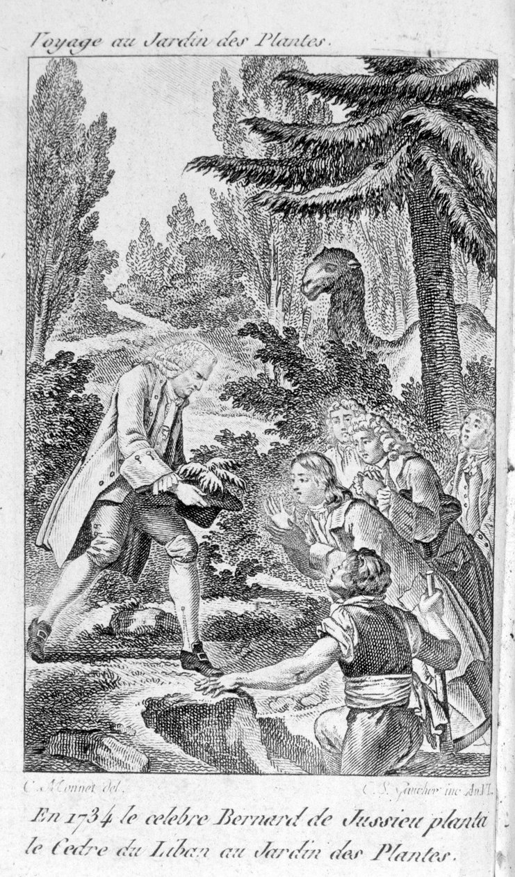 Bernard de Jussieu，法国植物学家（1699-1777）在巴黎的植物园里种植黎巴嫩雪松 作者 未知艺术家
