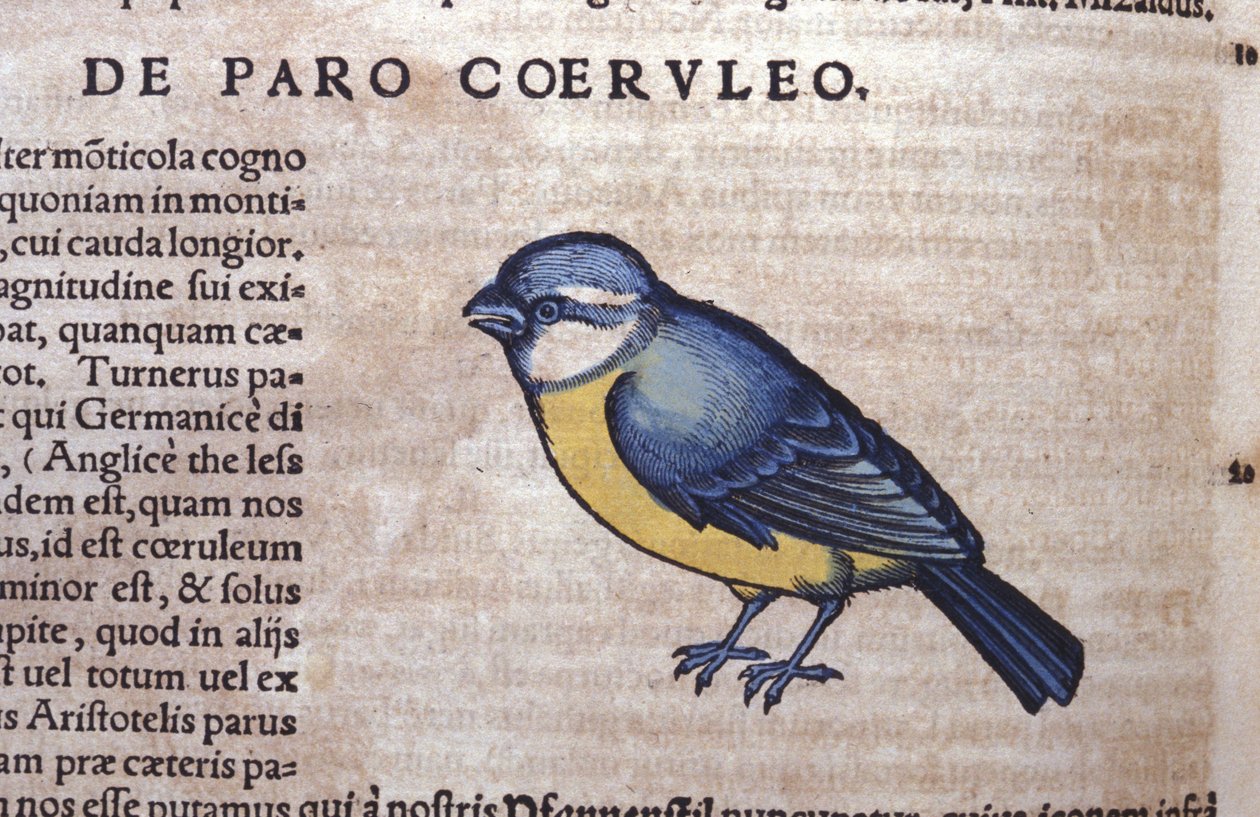 苏黎世康拉德·格斯纳 (Conrad Gesner, 1516 - 1565) 动物史上的蓝色帕瑟罗 (Blue Passereau) 作者 未知艺术家