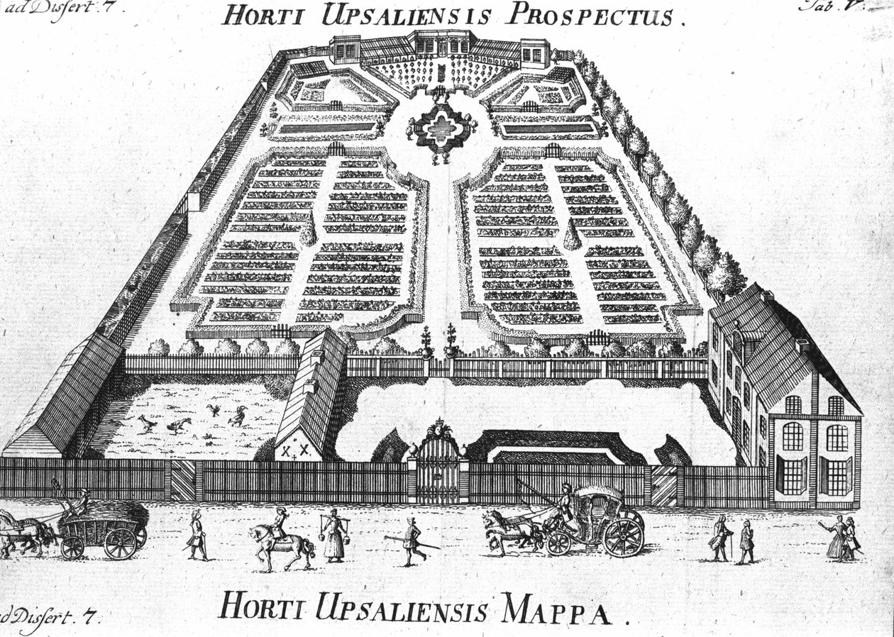 植物园 - HORTI UPSALIENSIS 前景和计划。 作者 未知艺术家