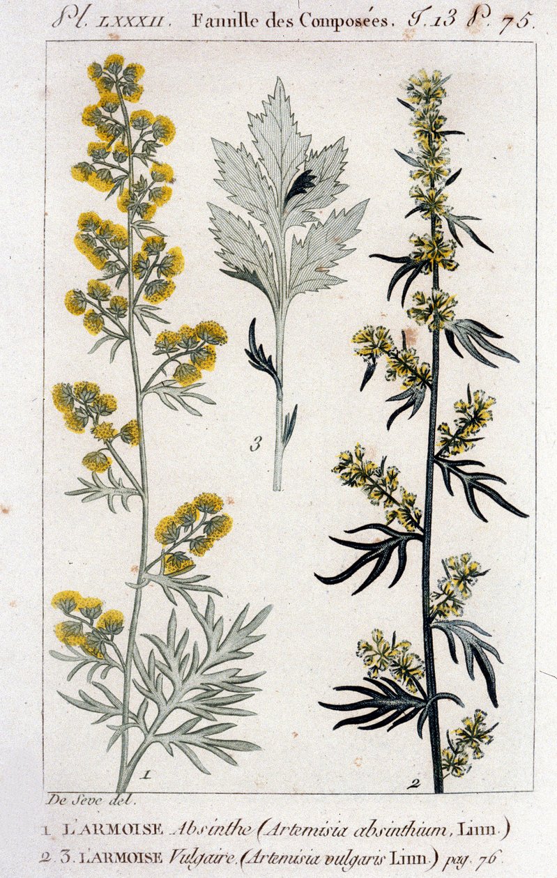 植物学板块。沙棘 Absinthe（Artimisia Absinthium）和沙棘 Vulgaris（Artimisia Vulgaris）。18世纪的雕版画 作者 未知艺术家
