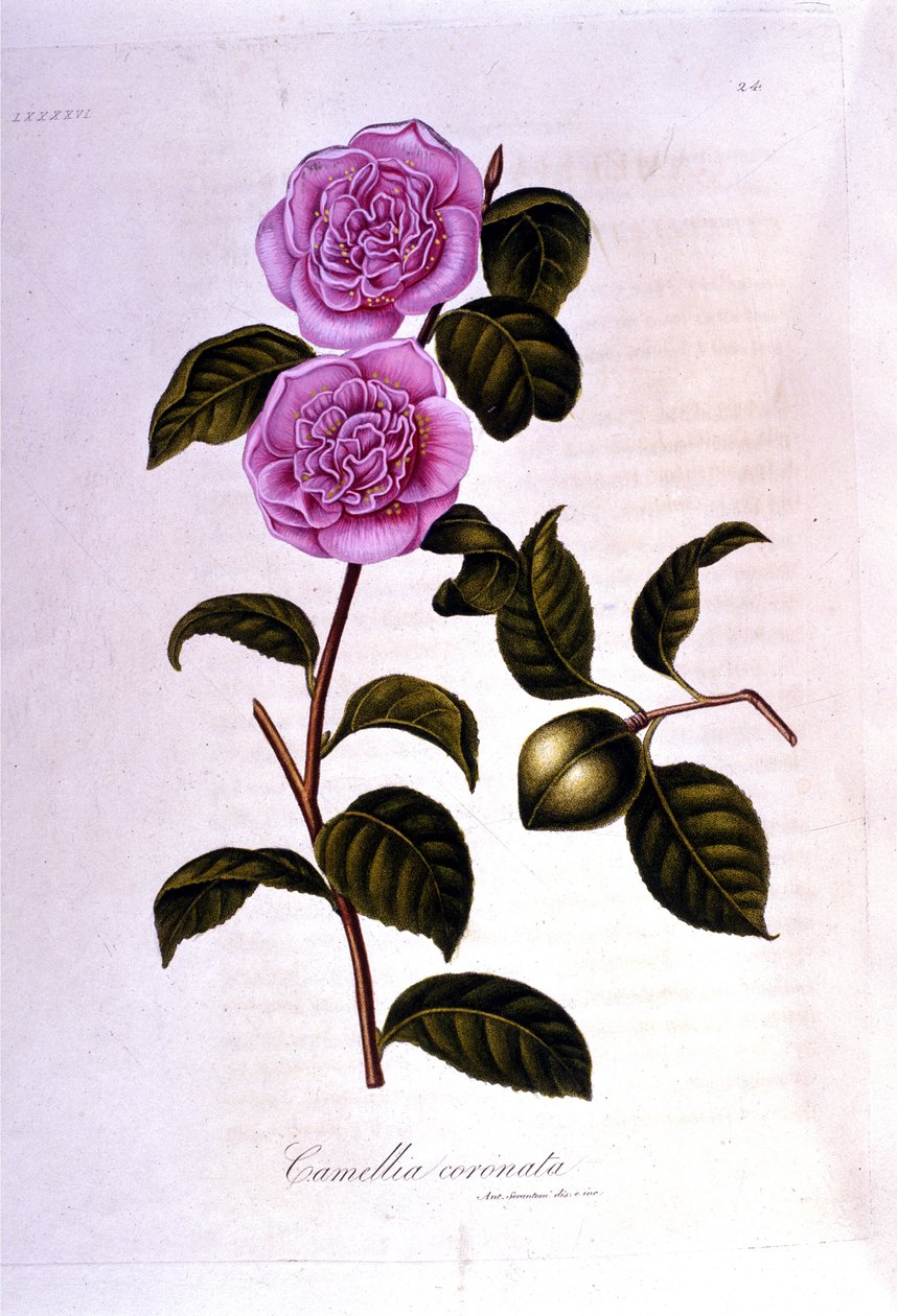 植物板：山茶花。 19 世纪雕刻 作者 未知艺术家