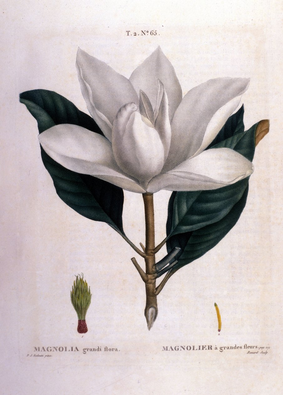Botanical board: Magnolia. 作者 未知艺术家