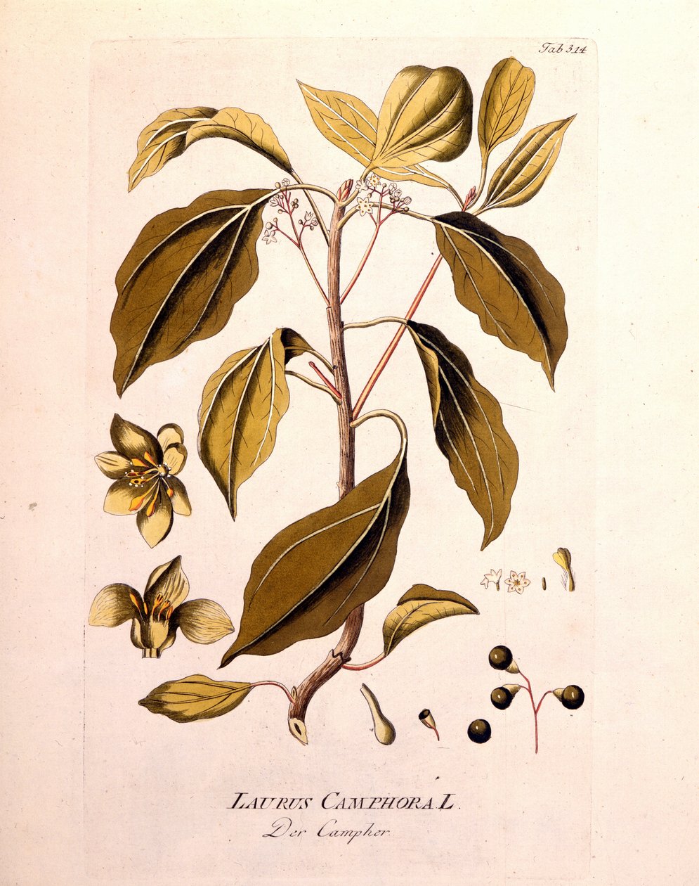 植物板：樟脑（Laurus Camphora）。 奥地利医师和植物学家约瑟夫·雅各布·冯·普伦克 (Joseph Jacob von Plenck)（1738-1807 年）在维也纳 1791 年在“植物图标药材”中雕刻。 作者 未知艺术家