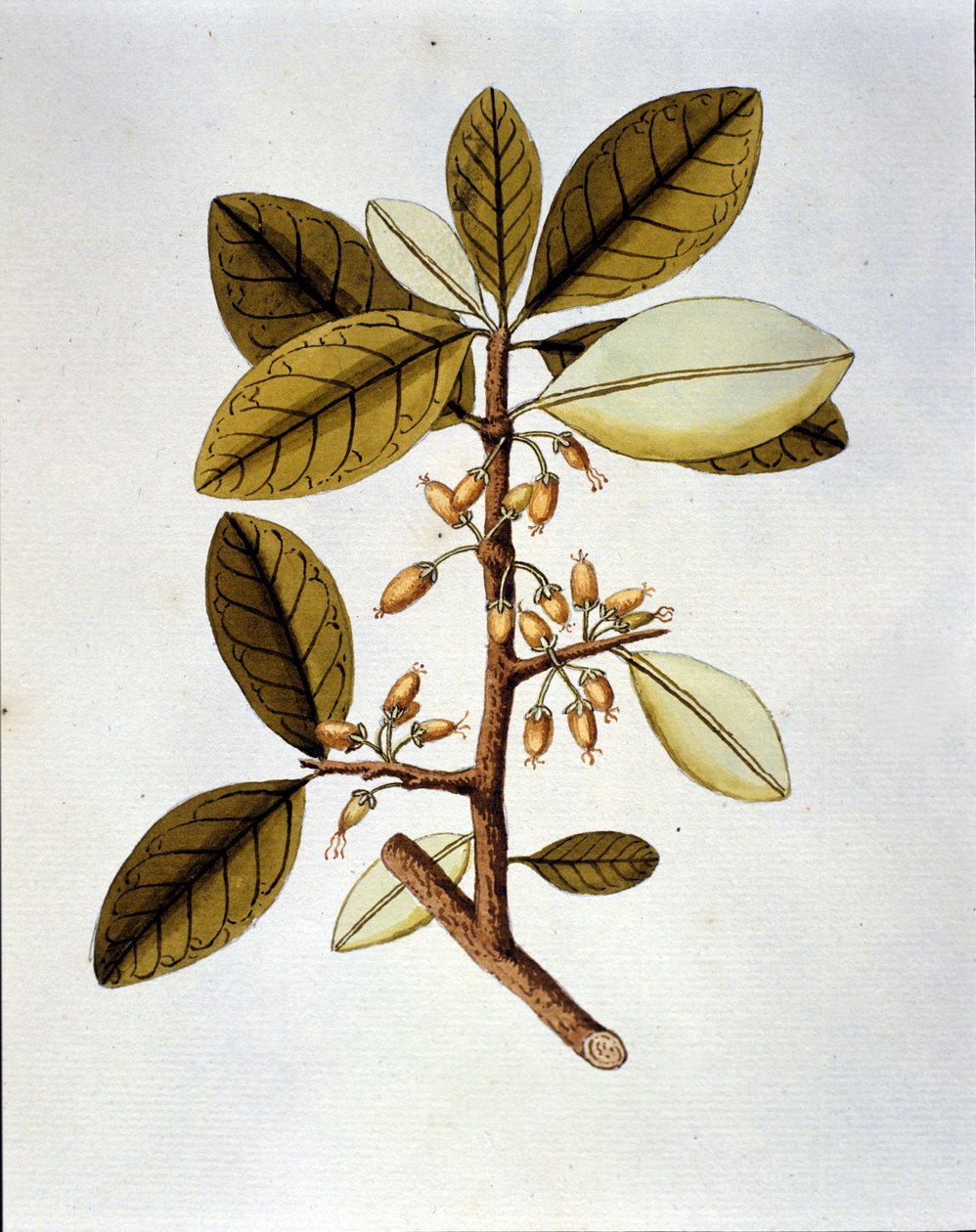Botanical board depicting the coca plant (Erytroxilum Havanense) from the herbary of Nicolas Joseph Jacquin “Selectarum Stirpium Americanarum Historia”. sd early 18th century. 作者 未知艺术家