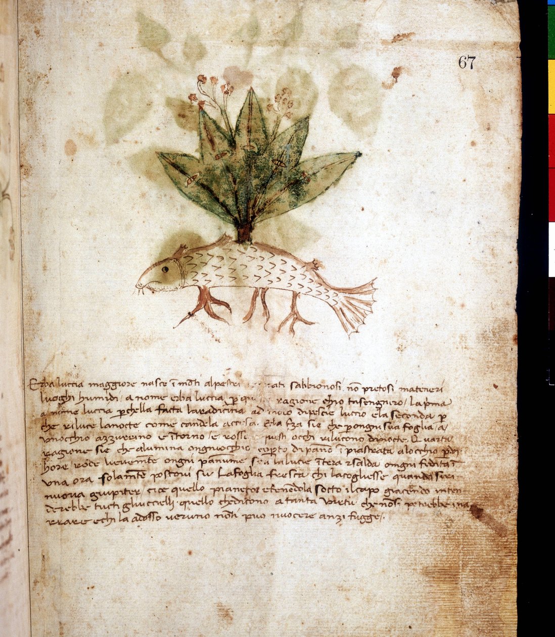 Botanical board representing the grass “luccia maggiore”” or pike-shaped grass. Library of Rimini 作者 未知艺术家