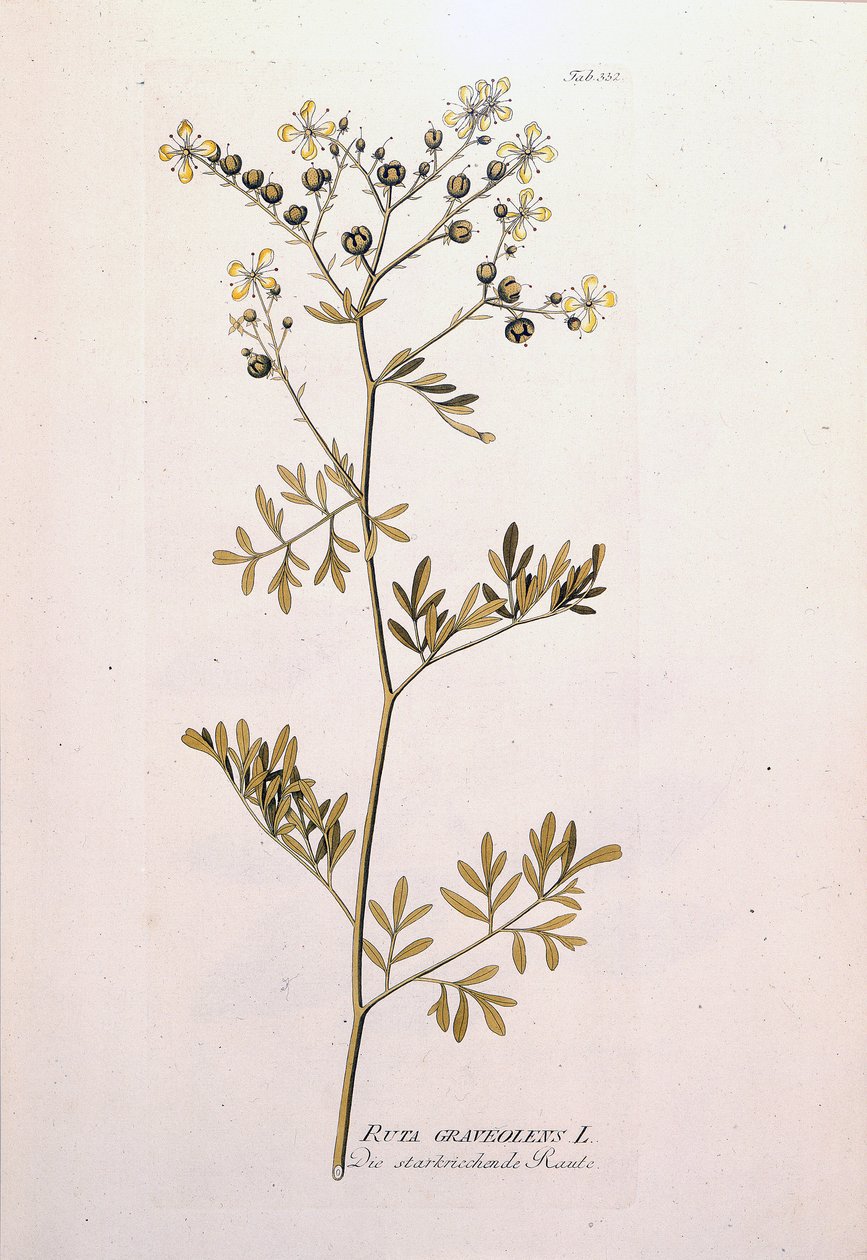 植物板，切碎芸香（Ruta Graveolens）。 J.J.Plenck 的“图标工厂”，奥地利维也纳 作者 未知艺术家