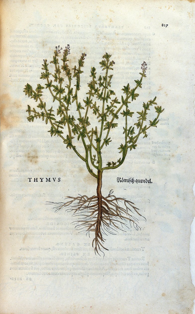 植物学板块。百里香（Thymus）标本馆，Lheonard Fuchs著，《Historia Stirpium》，Bale 作者 未知艺术家