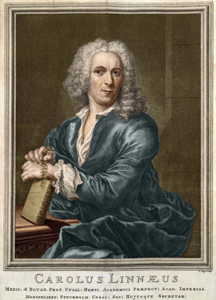 卡尔-冯-林内 瑞典自然科学家和作家(1707 - 1778) 作者 未知艺术家