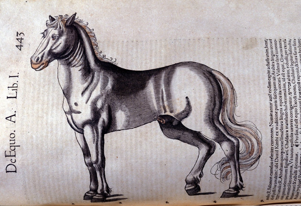 骑士。 Conrad Gesner (1516 - 1565)，苏黎世的动物史 作者 未知艺术家