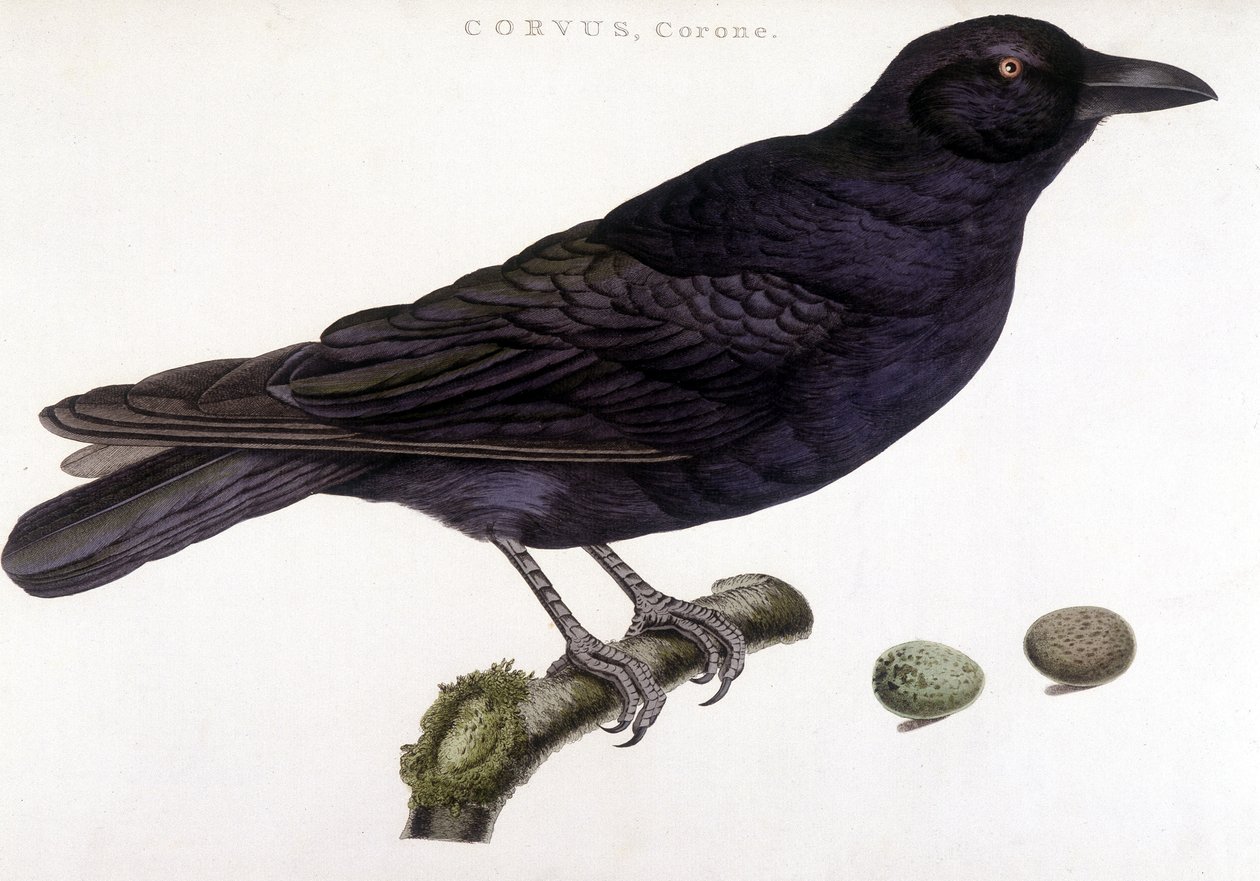 Corone raven - 自然历史委员会 作者 未知艺术家