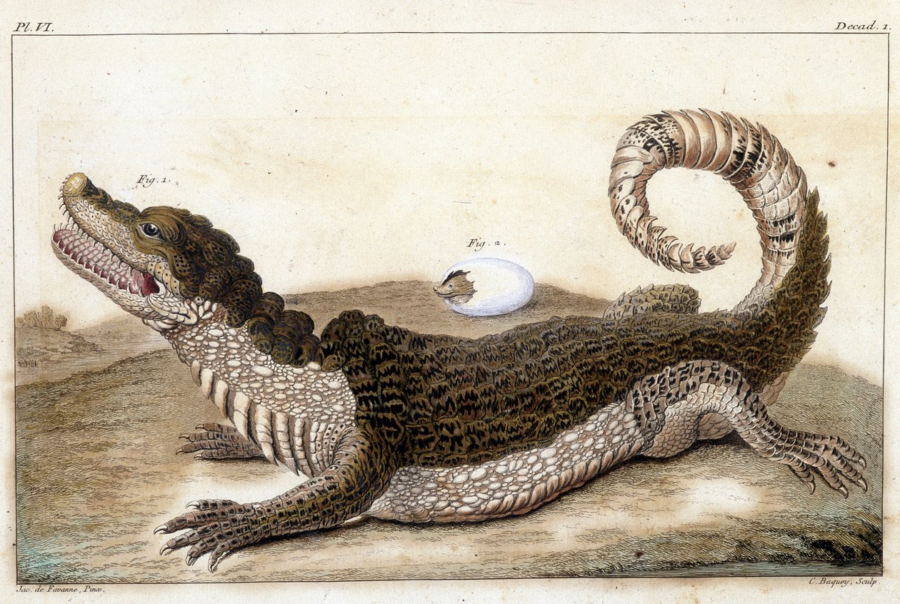 Crocodile of Surinam (Cayman) - in “” What is more interesting and curious among animals and minerals to serve as intelligence to the general history of the three reigns of nature”” by Buchoz, late 18th S.¿ 作者 未知艺术家