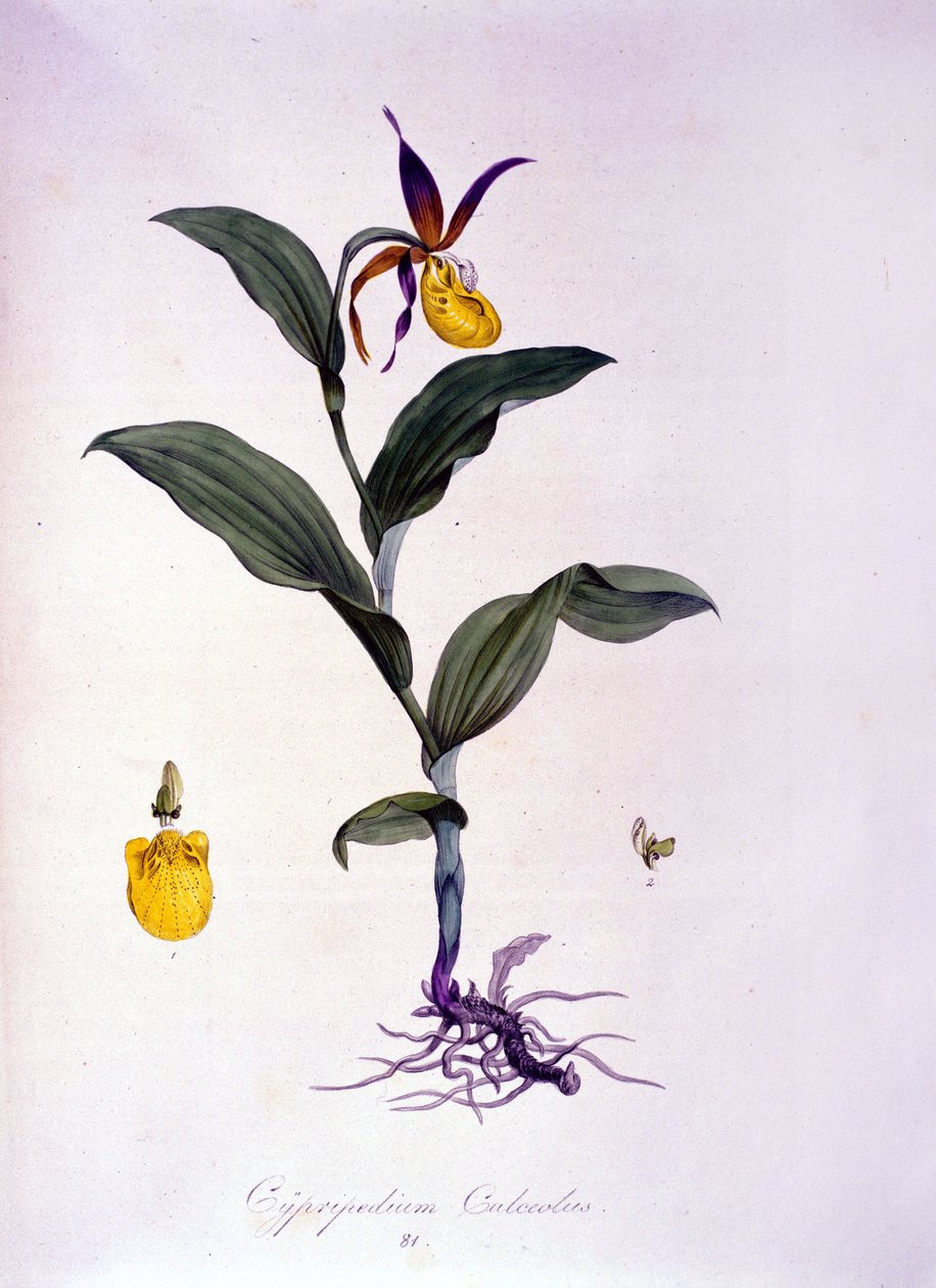 Cypripedium calceolus：兰花的种类。 作者 未知艺术家