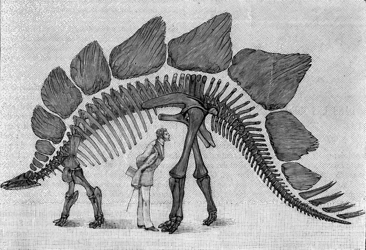 恐龙骨架。"Stegosaurus ungulatus"，三月。洛矶山脉上侏罗纪。复制了马奇先生提交给研究所的阿尔伯特-高德利的图纸。雕刻在 "自然：科学与应用杂志 "中。 作者 未知艺术家