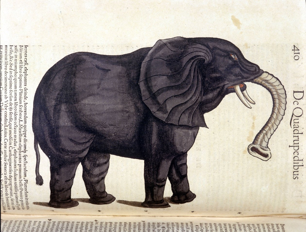 Elephant from the Historia Animalium by Conrad Gesner, Tiguri 1560. Biblioteca nazionale Braidense. Milan 作者 未知艺术家