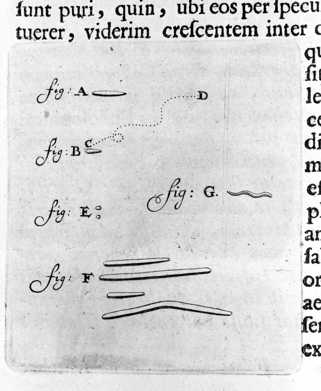 First representation of bacteries Description by Dutch trader and scientist Antoine van Leeuwenhoek (or Leeuvenhoek Leeuwenhoeck) (or Antoni or Anthonie) (1632-1723) after a study of bacteria in his mouth. Engraving from “Arcana Natura Detecta” 1695. 作者 未知艺术家