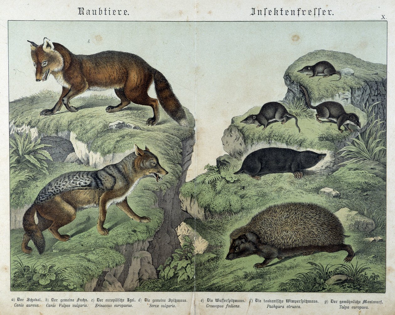 狐狸、银狐、鼩鼱、鼹鼠和刺猬--载于《哺乳动物的自然史》，编辑。施雷伯 作者 未知艺术家
