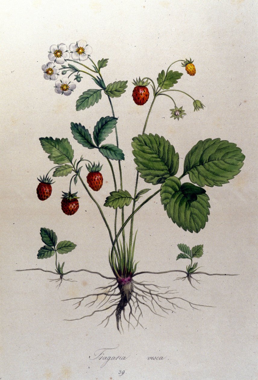 Fragaria Vesca（野草莓）。 作者 未知艺术家
