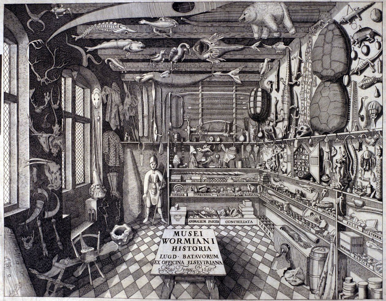 “Musei Wormiani Historia”的正面图展示了 Ole Worm 或 Olaus Wormius 的珍品柜的内部 作者 未知艺术家
