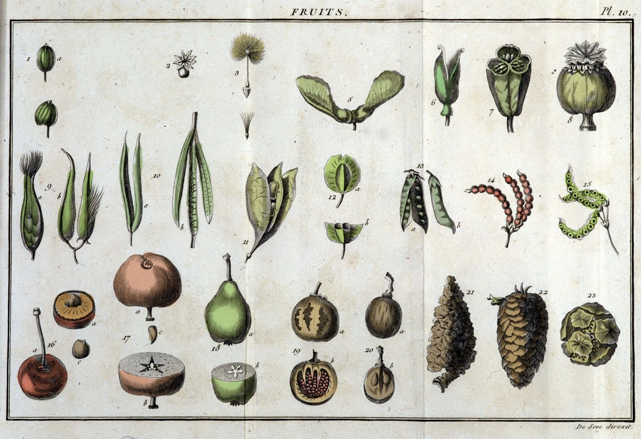 水果：在 "Flora Françoise, or a brief description of all plants that grow naturally in France, arranged according to a new method of analysis to which the quotation of their least equivocal virtues in medicine and their usefulness in arts" by 作者 未知艺术家