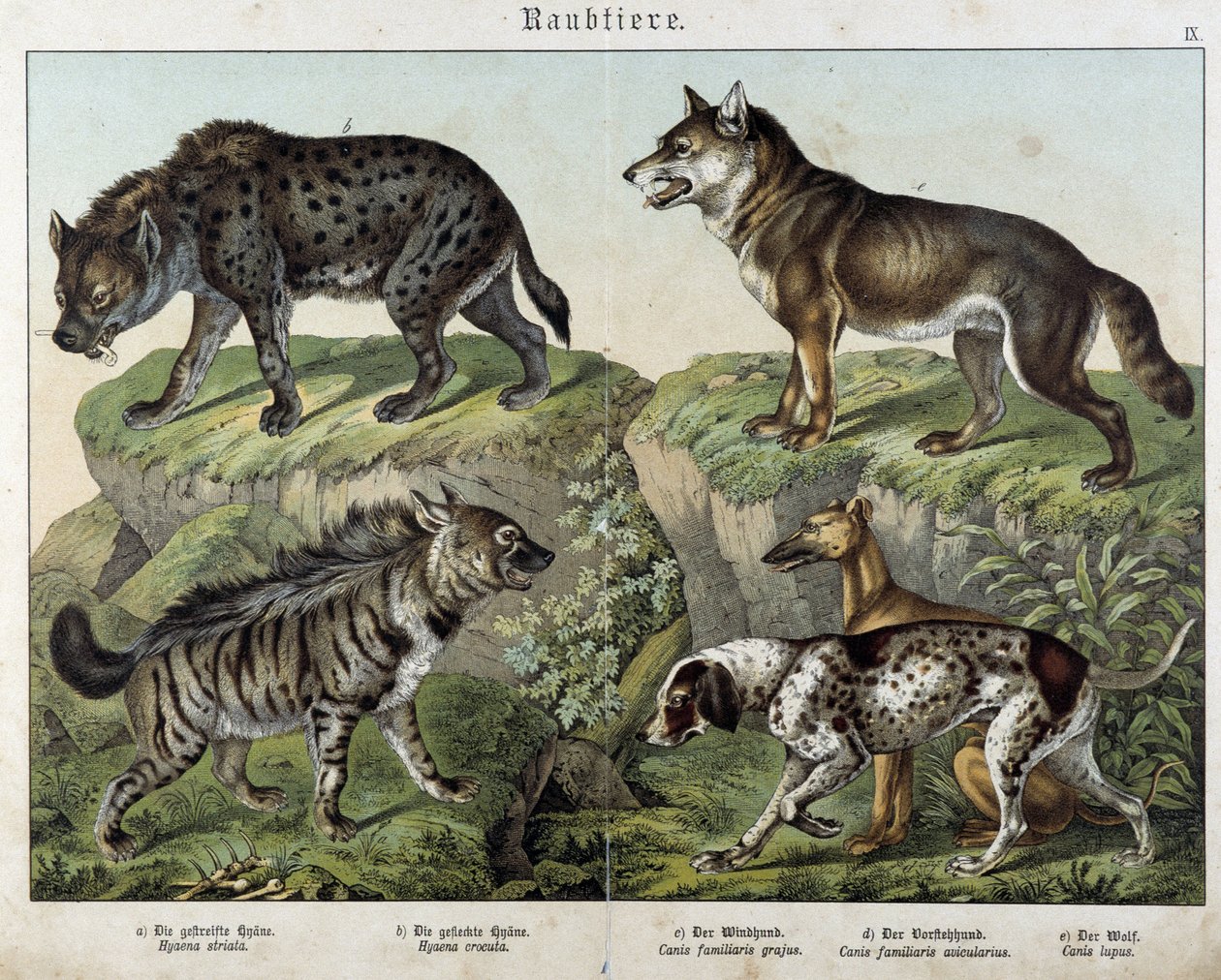 Hyenas et chiens. in “” Histoires naturelles des mammals”, ed. Schreiber 作者 未知艺术家