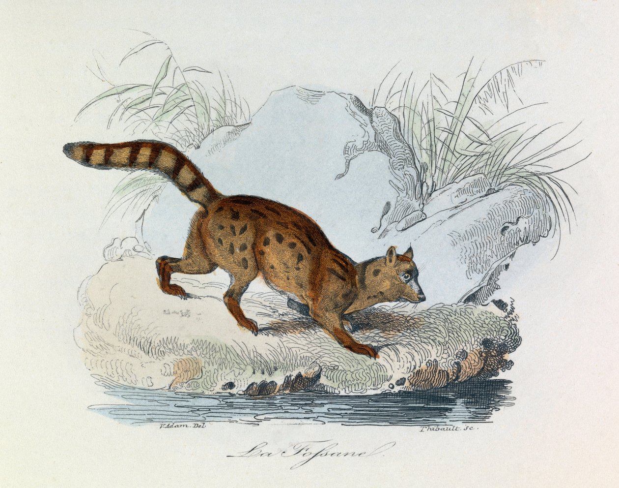 布封全集》一书中的插图：Les Quadrupedes：La fossane（雕刻） 作者 未知艺术家