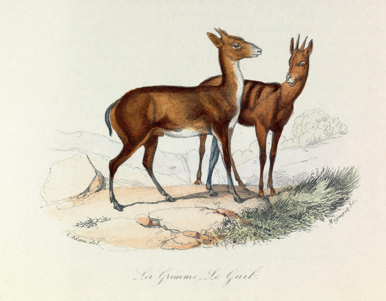 布封全集》一书中的插图：Les Quadrupedes：La grimme et le guib（雕刻） 作者 未知艺术家