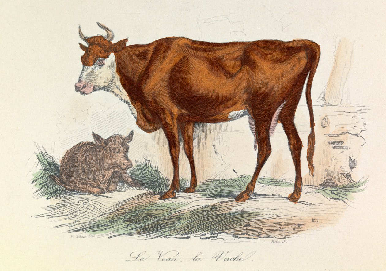 布封全集》一书中的插图：Les animaux：教练和他的小牛（雕刻） 作者 未知艺术家