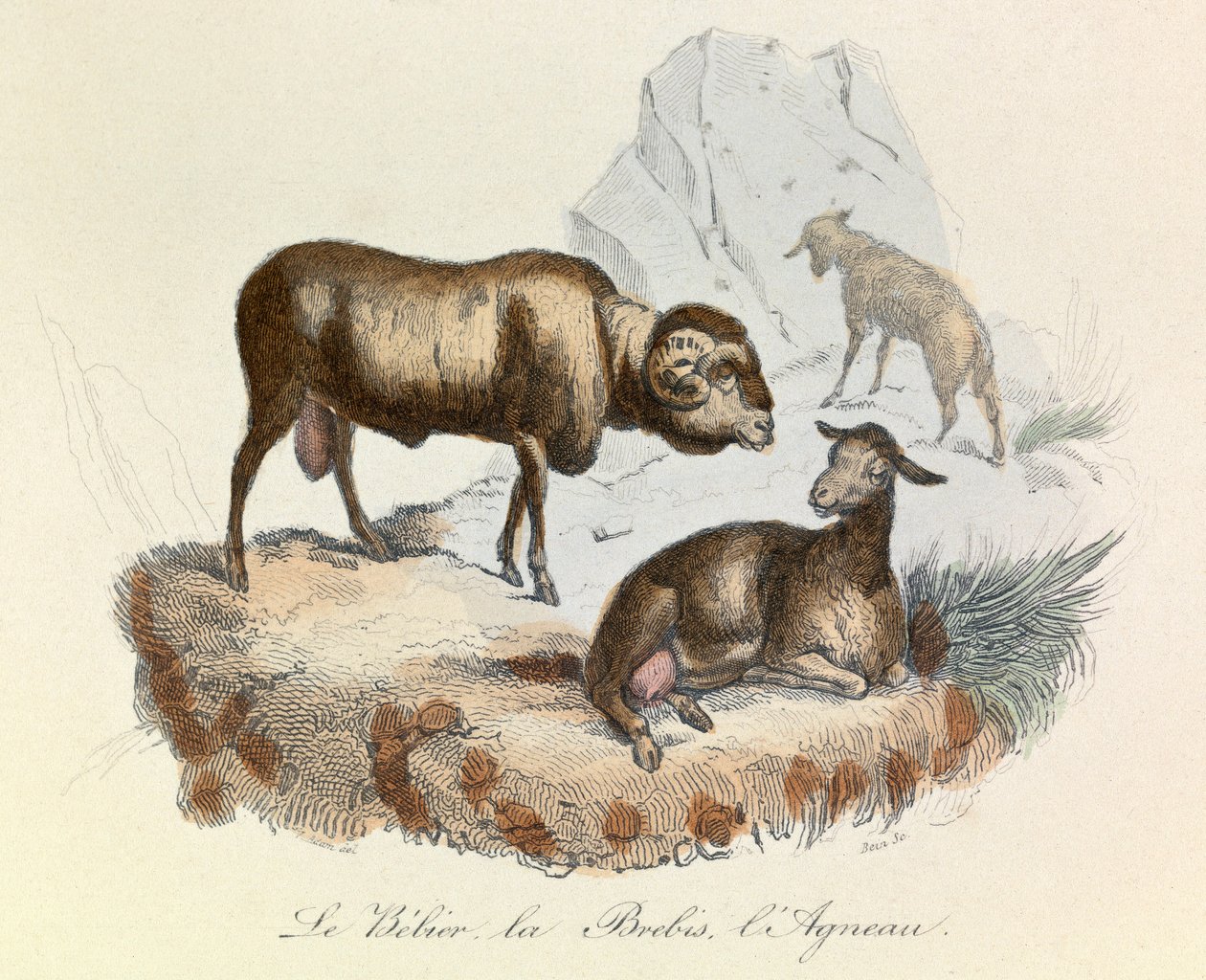 布封全集》一书中的插图：Les animaux：贝利埃、母羊和羊羔（雕刻） 作者 未知艺术家