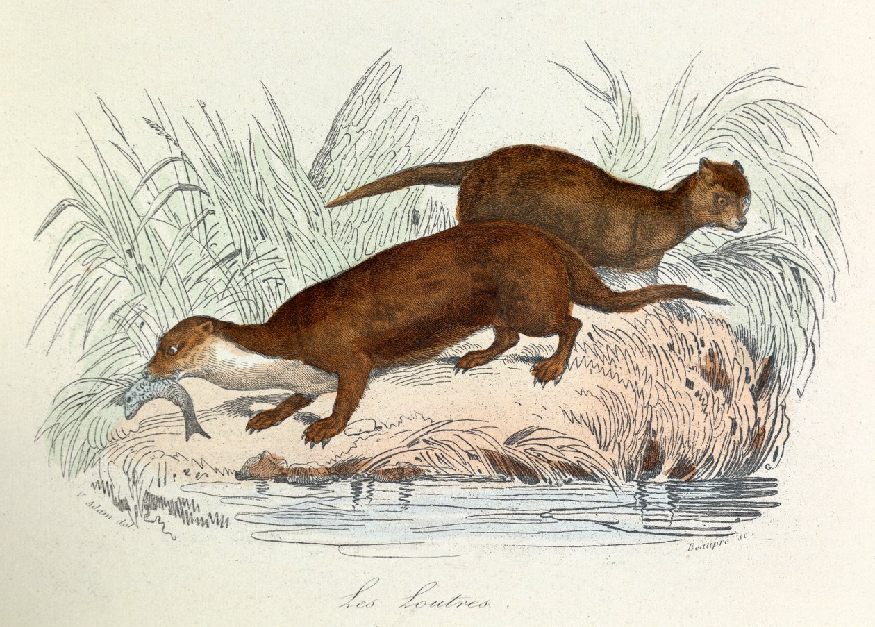 布封全集》一书中的插图：Les animaux：水獭（雕刻） 作者 未知艺术家