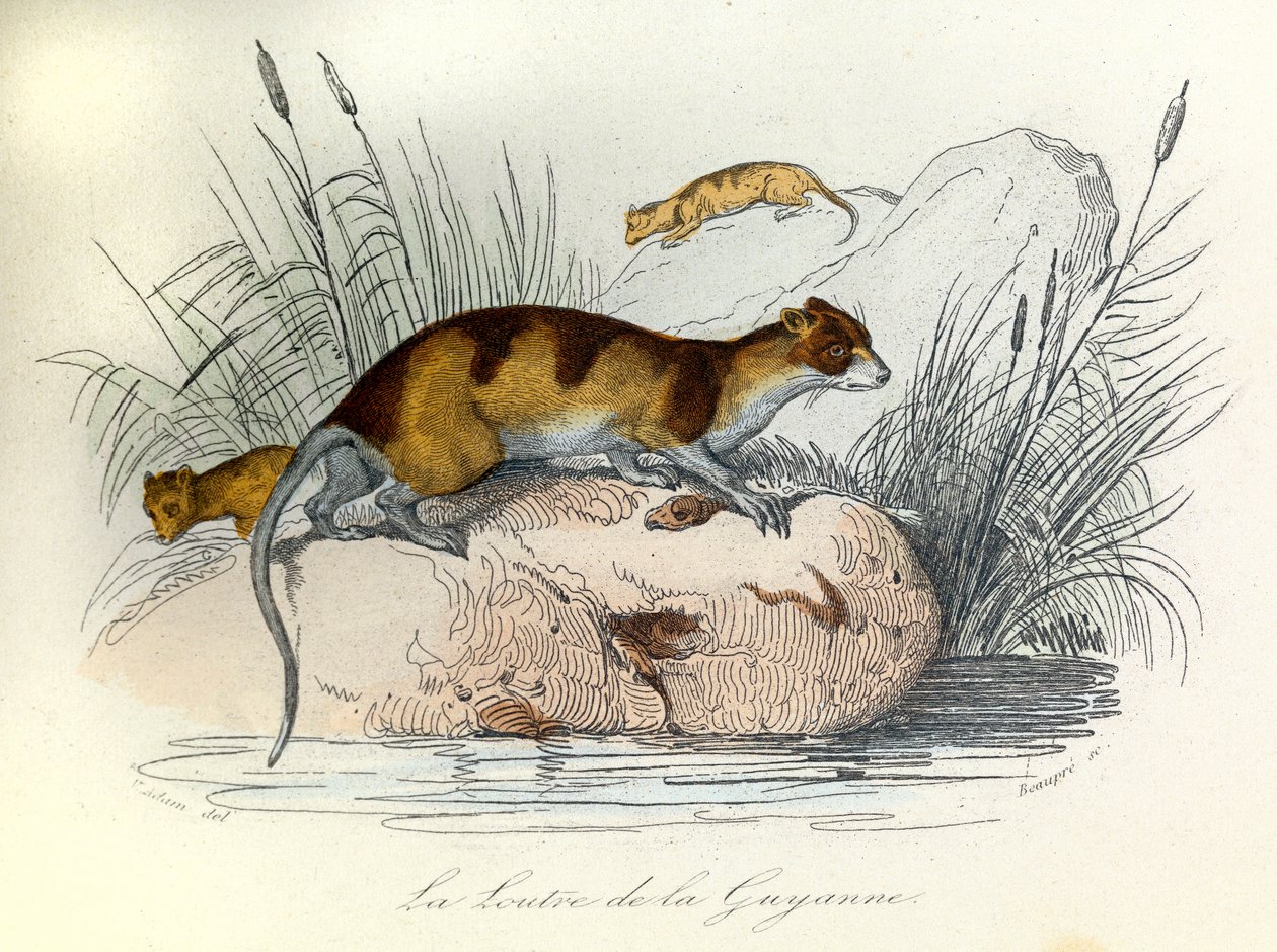 布封全集》一书中的插图：Les animaux domestiques：圭亚那水獭（雕刻） 作者 未知艺术家