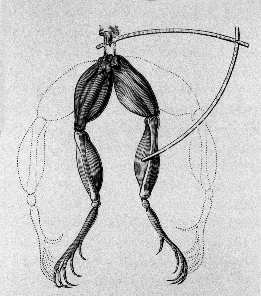 Illustration of experiments by Luigi Galvani, Italian physicist and physician (1737 - 1798) explaining the passage of electric current moving the legs of a frog. 作者 未知艺术家