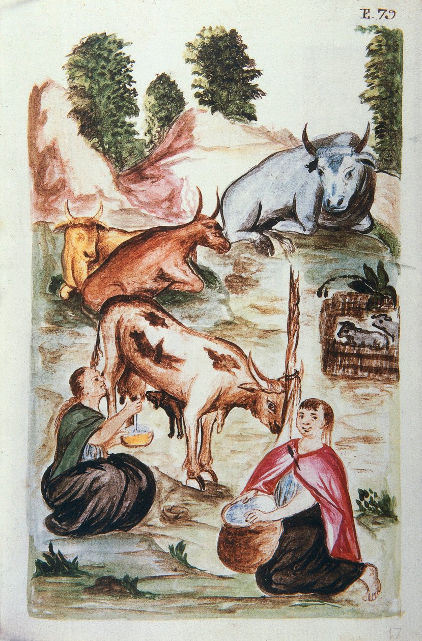 照顾奶牛的印度牧羊人，出自《秘鲁特鲁希略》或《Códice Martínez Compañón》一书，作者是特鲁希略主教巴尔塔扎尔·马丁内斯·康帕尼翁 (1782-1785) 作者 未知艺术家