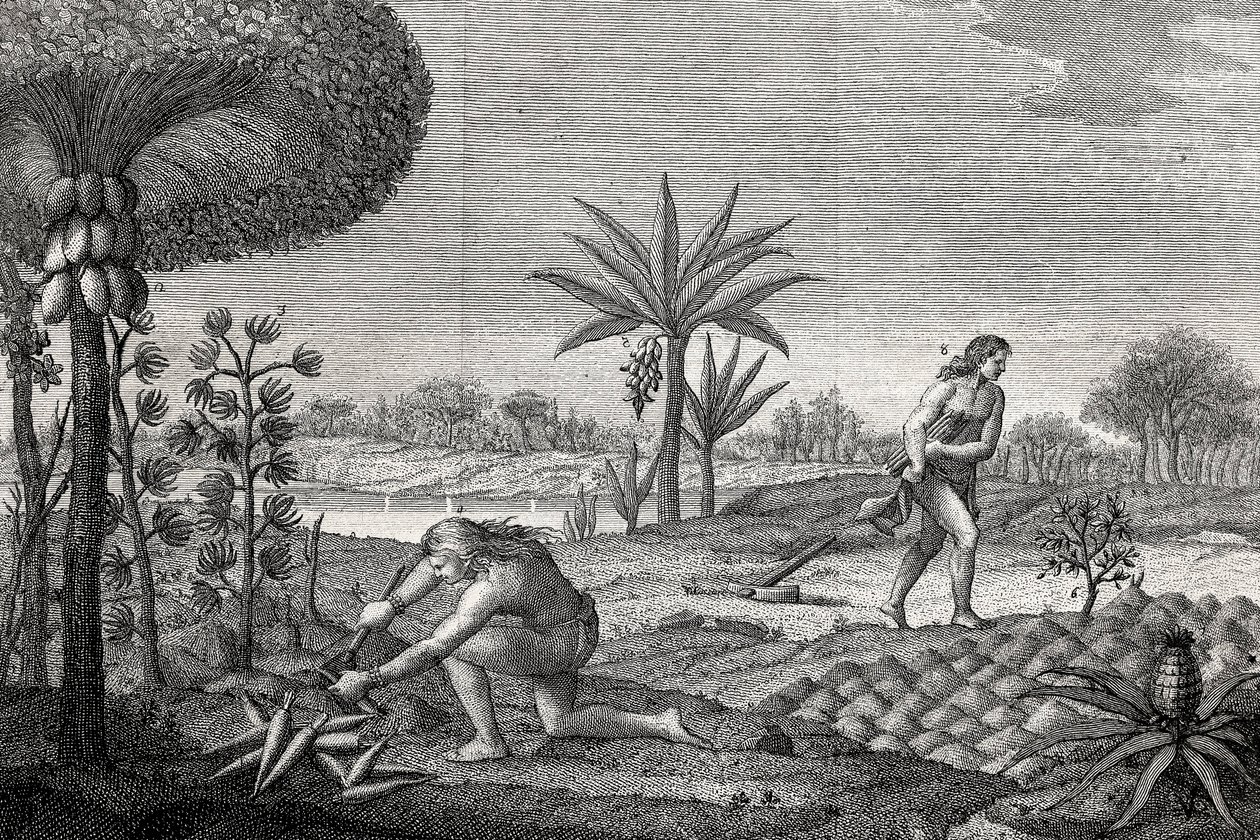 哥伦比亚Orenoque盆地的土著人在耕种土地。1780年版画 作者 未知艺术家