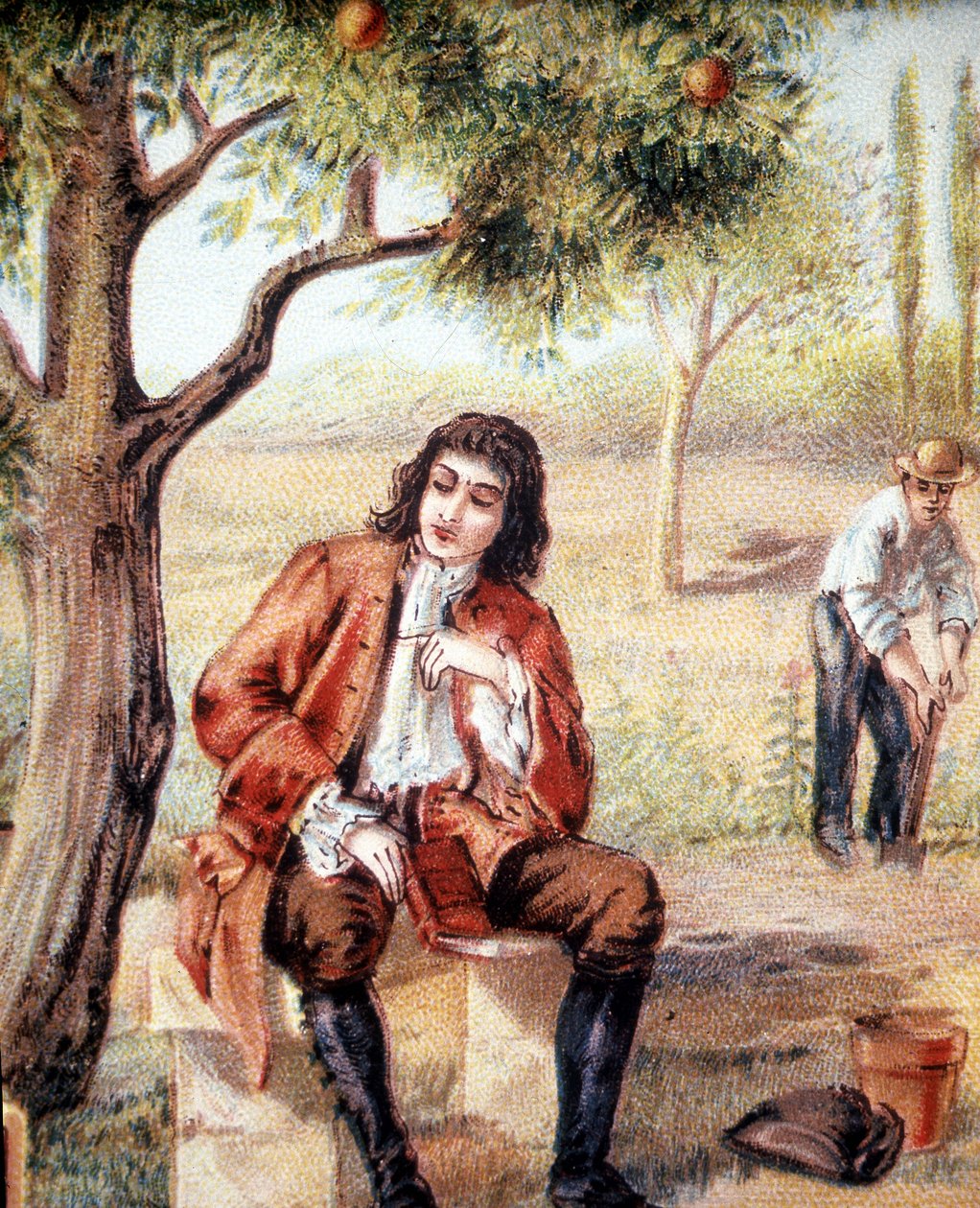 Isaac Newton (1642-1727), English mathematician, physicist and astronomer, finds the theory of gravitation by observing the fall of an apple tree, an illustration of the 19th century. 作者 未知艺术家