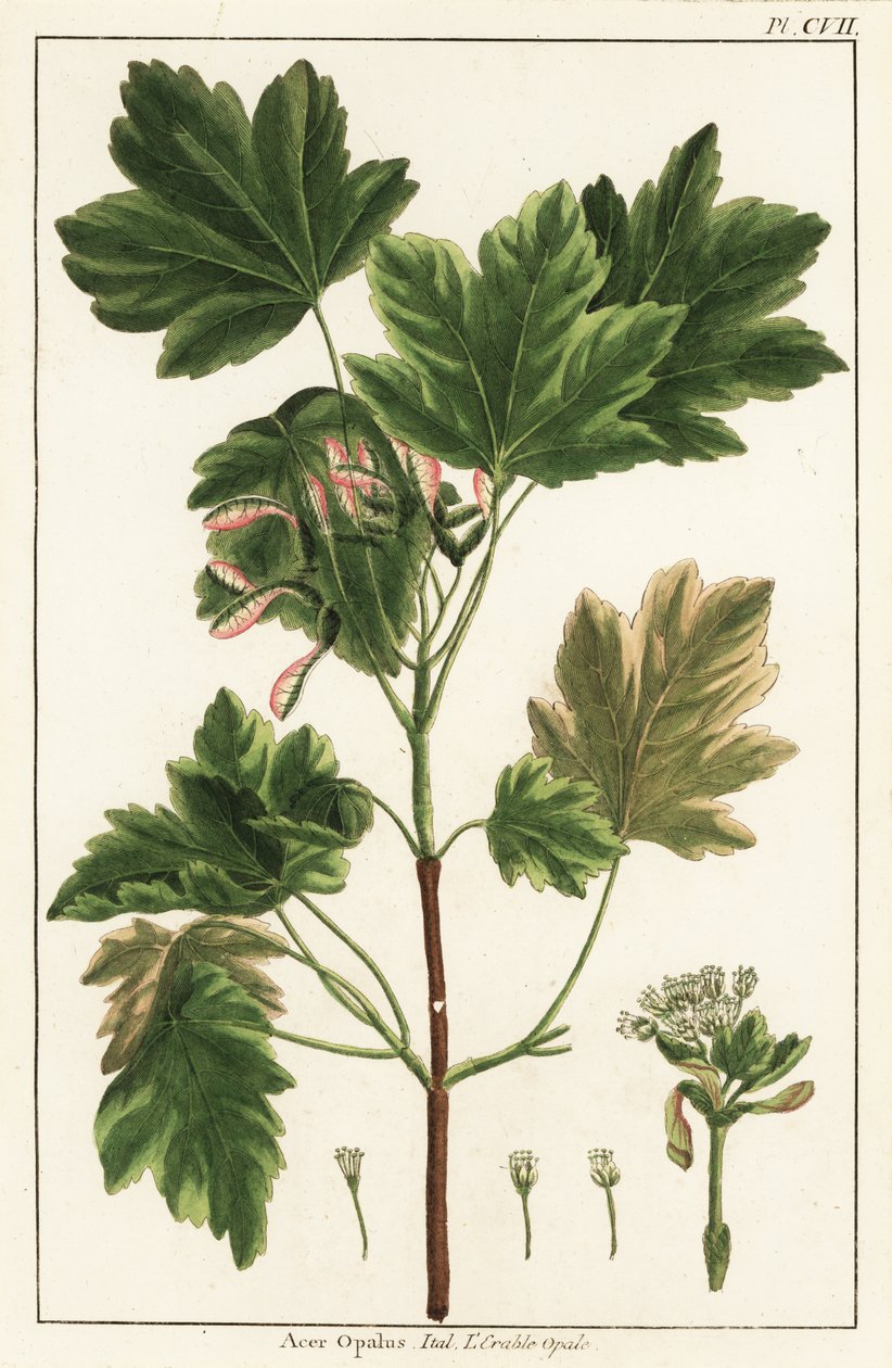 意大利枫木，Acer opalus，意大利 作者 未知艺术家