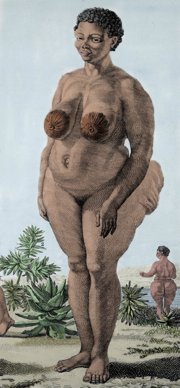 La Venus Hottentote, woman of broad Bochiman; (The Hottentot Venus,) engraving of 1815. 作者 未知艺术家