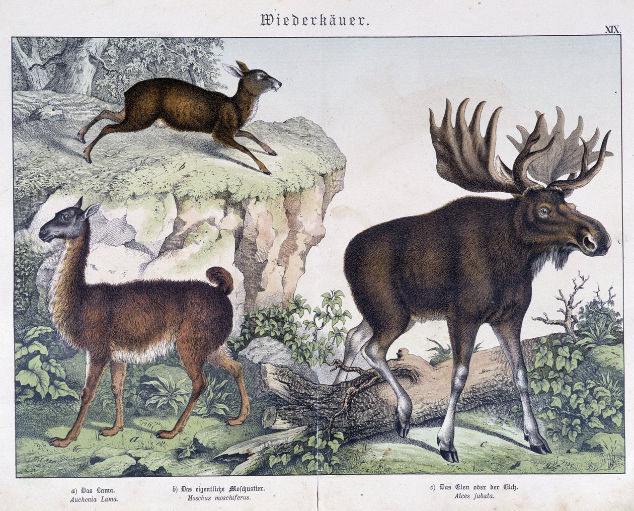 Lama, elk (moose) - in “” Natural histories of mammals””, ed. Schreiber 作者 未知艺术家