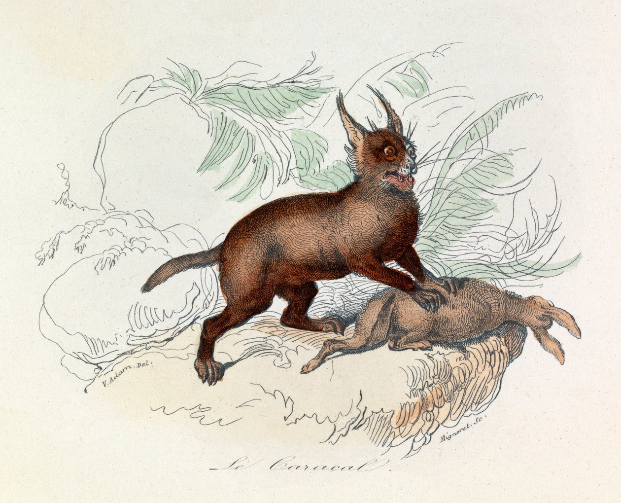 狞猫（Felis caracal）是一种四足哺乳动物，属于猫科（雕科）。 作者 未知艺术家