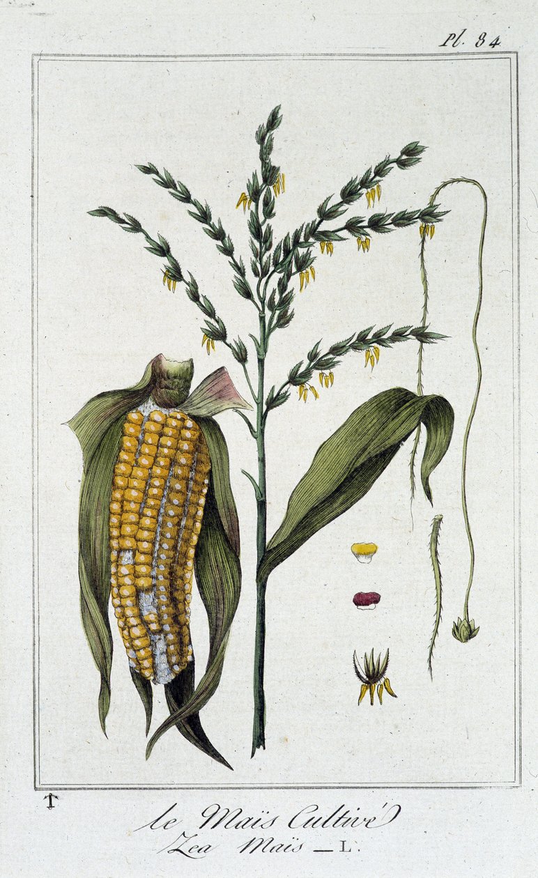 Le Mais Cultive (Les Mais) - 在“供交易者使用的植物学练习”中，作者：J.C. Philibert，Imprimerie de Crapelet，巴黎 作者 未知艺术家