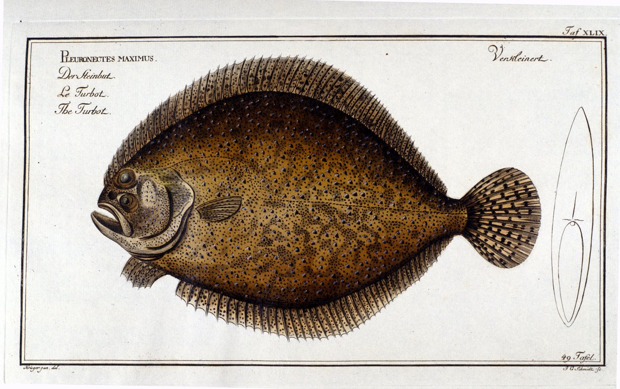 大菱鲆（Pleuronectes maximus）出自Marc Elieser Bloch Ichtyologie Paris - Berlin - London 1787。 作者 未知艺术家