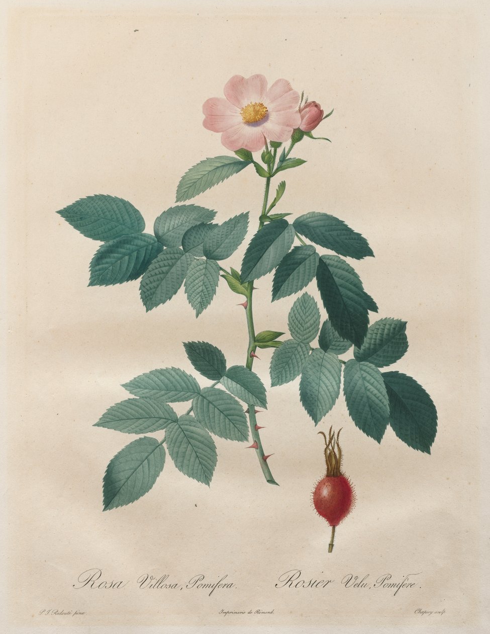 玫瑰：蔷薇、绒花 作者 未知艺术家