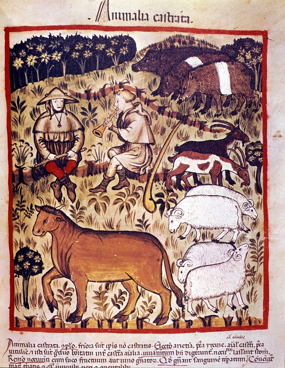 Livestock, sheep, goats and pigs. Illumination from the milking of medicine and dietetics “” Tacuinum sanitatis”” 作者 未知艺术家