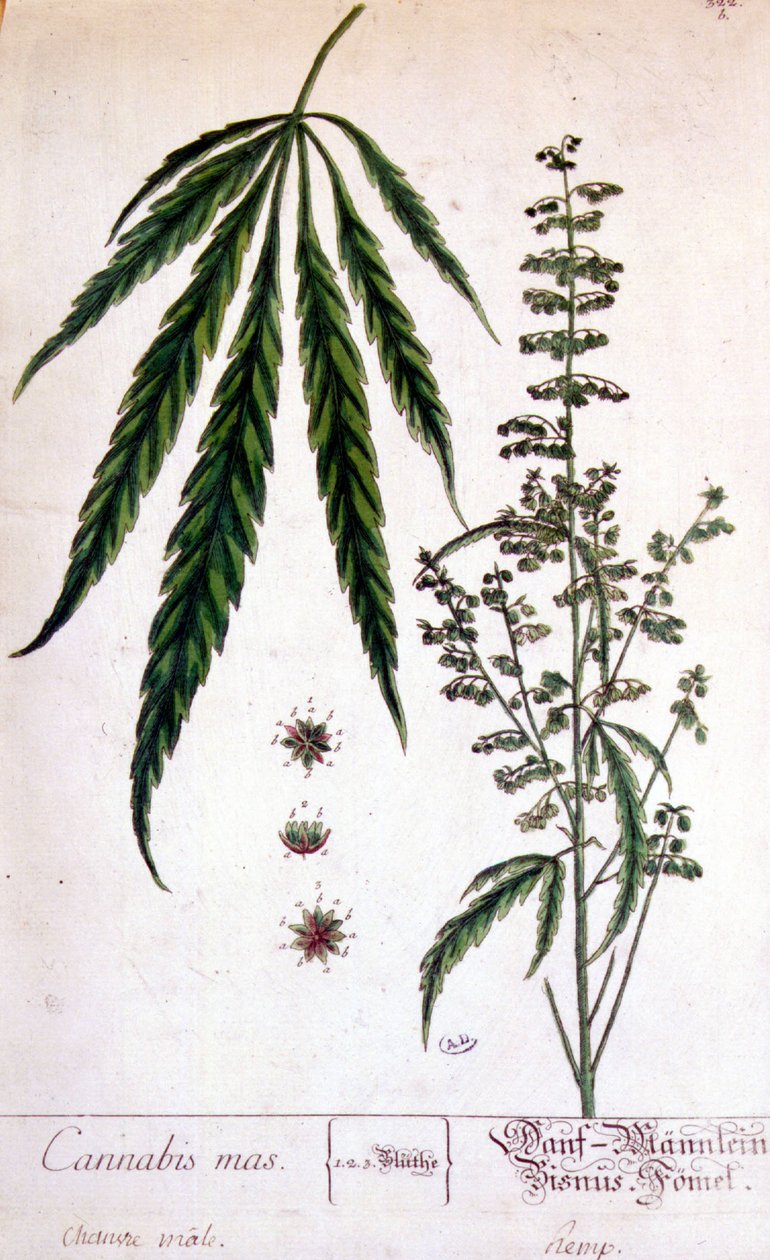 Male cannabis plant. 19th century engraving. 作者 未知艺术家
