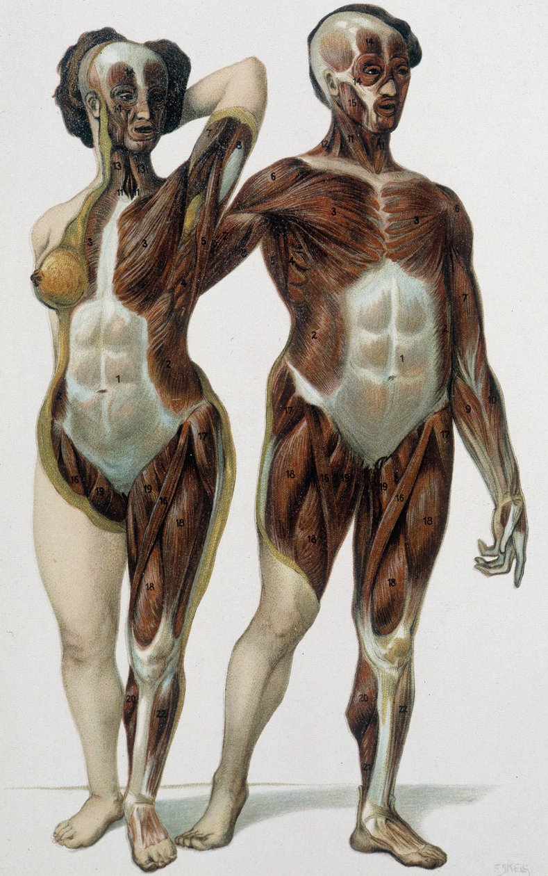 男人和女人剥了皮：肌肉 - 医学书籍，19 世纪后期 作者 未知艺术家