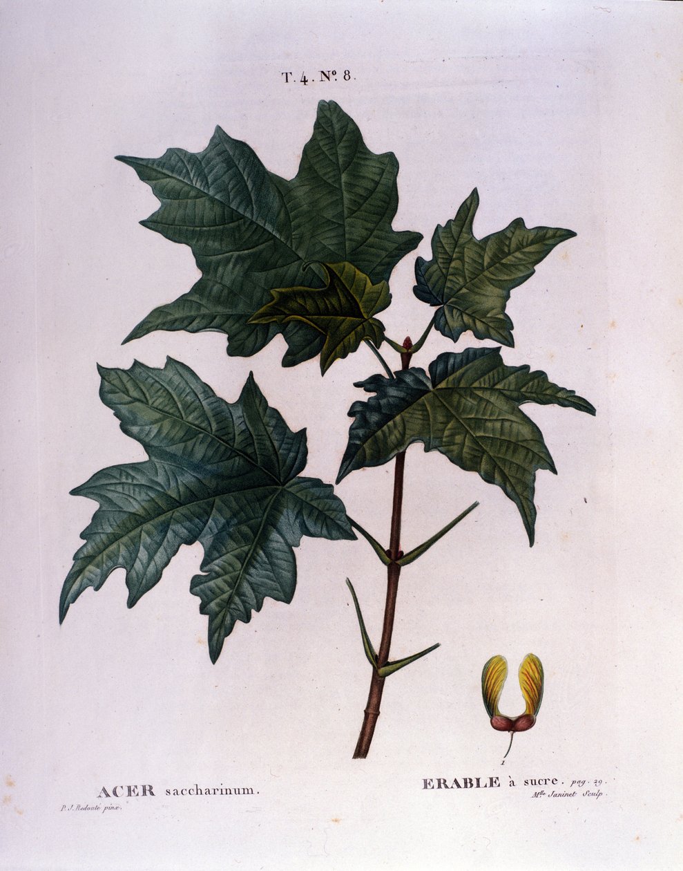枫枝。 来自 19 世纪初植物标本馆的植物板。 作者 未知艺术家