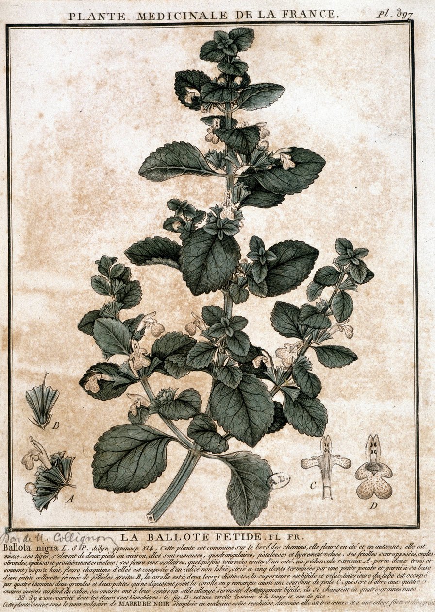 来自法国的药用植物：恶臭的贝洛特。 作者 未知艺术家