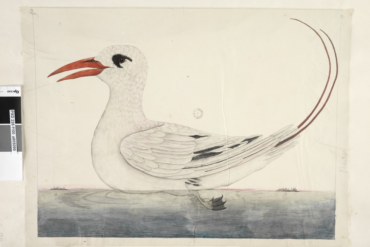 第100页。辉腾红，尾热带鹦鹉Phaethon rubricauda，1791-92年 作者 未知艺术家