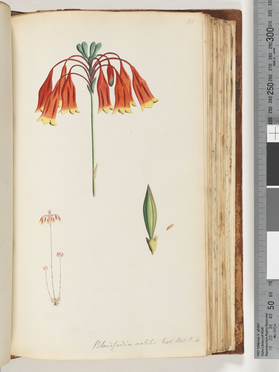 第111页。Blandfordia nobilis Exot。 t t。 4.圣诞钟声 作者 未知艺术家