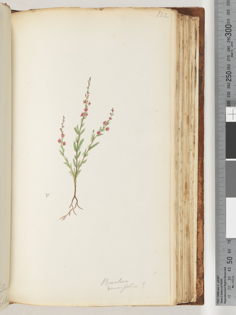第122页。Baeckeadensifolia，可能 作者 未知艺术家